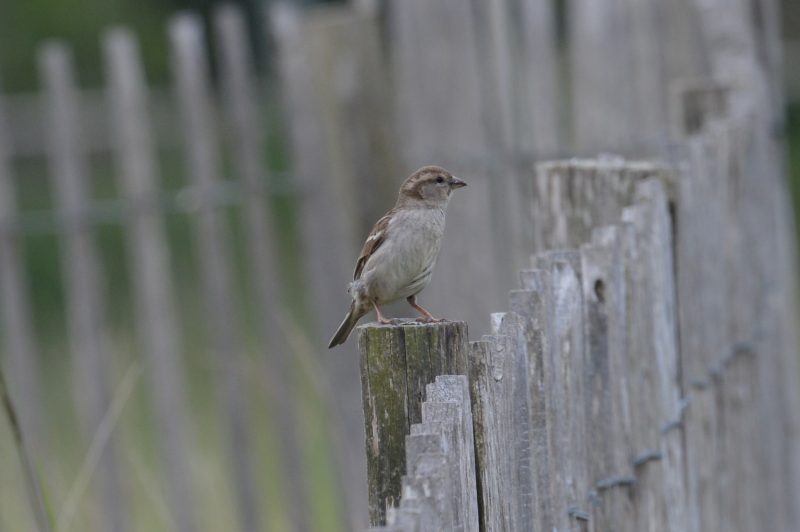 Moineau domestique femelle